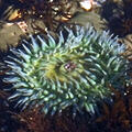 [icon: sea anemone]
