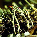 [icon: lichen]